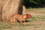 DOGUE DE BORDEAUX 426